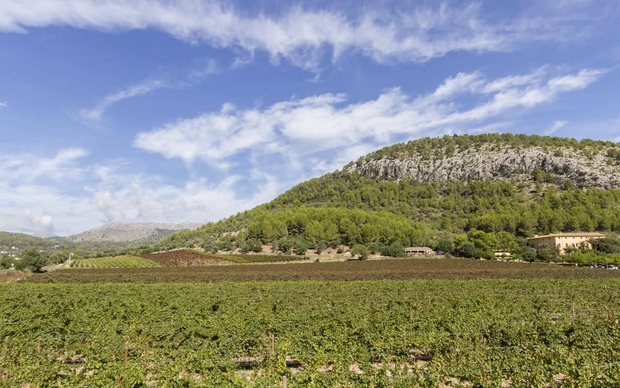 Bodega Jardi Lavica Panorama Son Brull