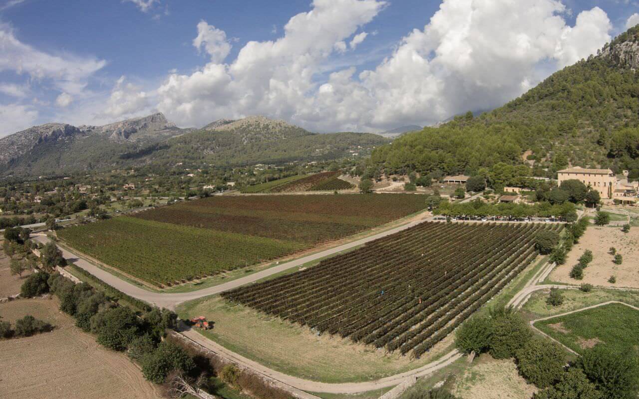 Jardi Lavica Panorama